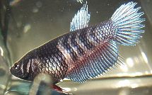 Steelblue mit Redwash Weibchen aus der CT/PK Verpaarung